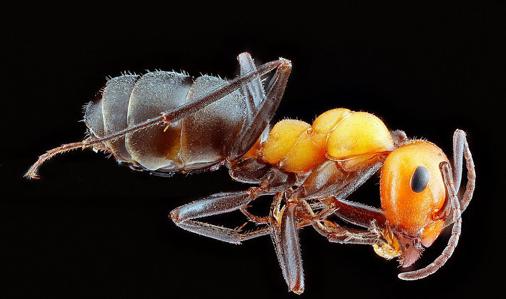 Ant Control service in Utica, NY