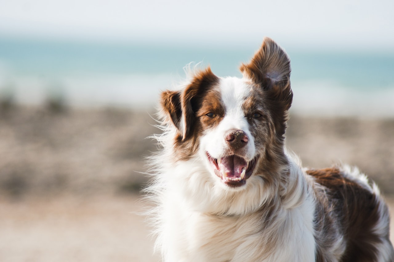 Flea & Tick Control service in Utica, NY