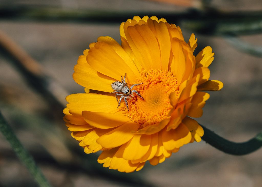 Spider Control service in Utica, NY